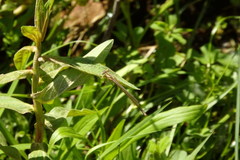 Platycnemis acutipennis