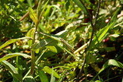 Platycnemis acutipennis