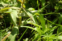 Platycnemis acutipennis