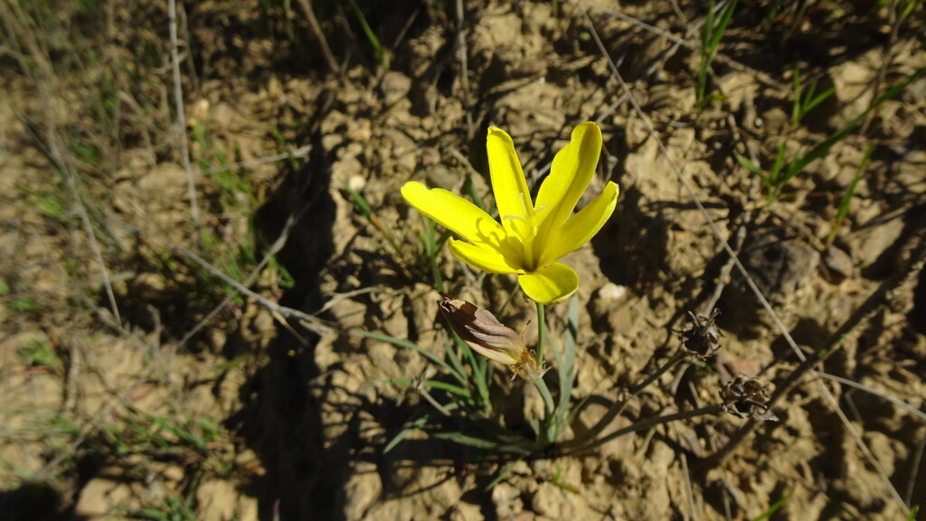 Sparaxis fragrans, Overberg District Municipality, South Africa