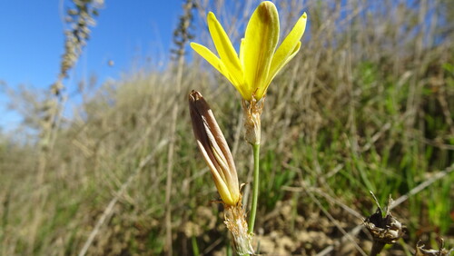 Sparaxis fragrans