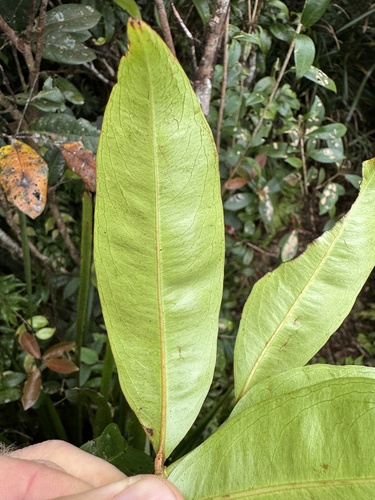Brackenridgea nitida observed 2025-09-21