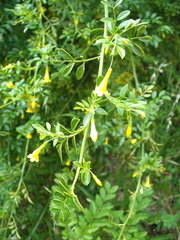 Chrysojasminum humile