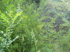 Chrysojasminum humile