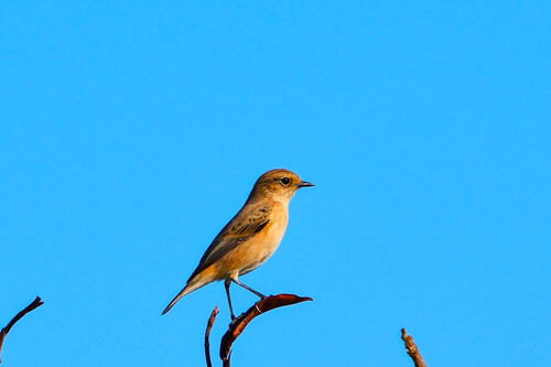 Siberian Stonechat