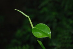 Image of Philodendron aurantiifolium