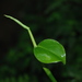 Philodendron aurantiifolium - Photo no rights reserved, uploaded by Quentin Groom