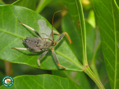 Arilus carinatus