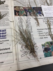 Nassella leucotricha