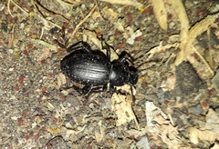 Nycterinus