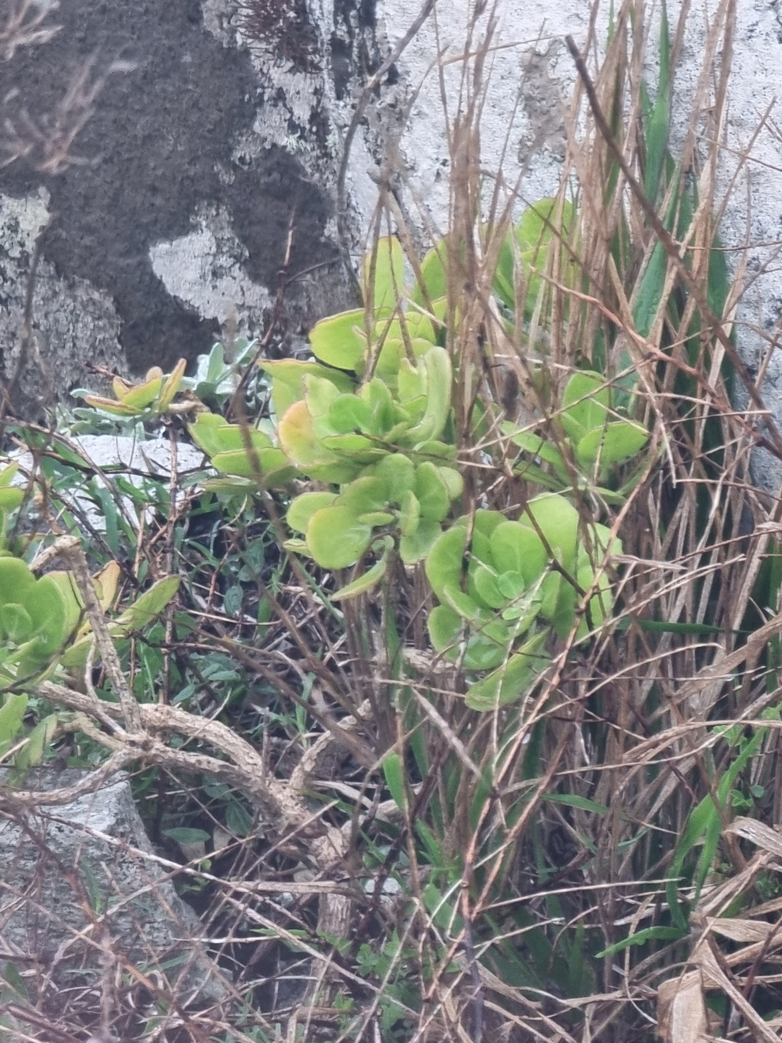 Sinapidendron sempervivifolium