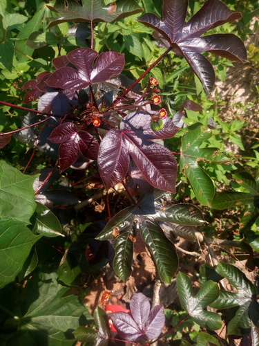 Jatropha gossypiifolia image