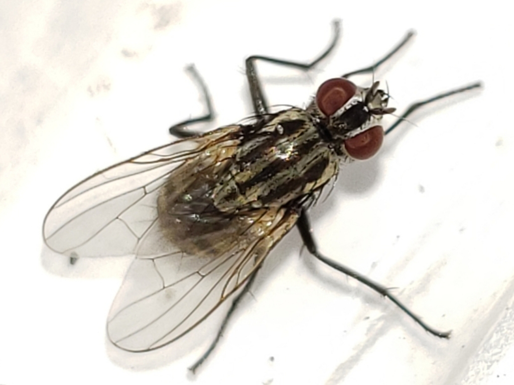 Limnophora narona