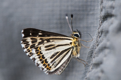 Polycaena chauchowensis