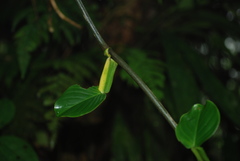 Philodendron aurantiifolium