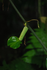 Philodendron aurantiifolium