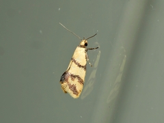 Psaroxantha basilica