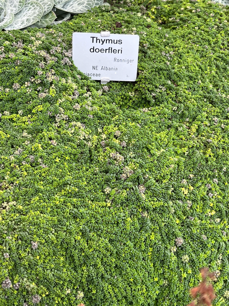 Creeping thyme