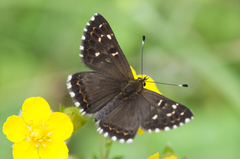 Polycaena chauchowensis