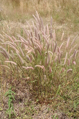 Cenchrus pedicellatus