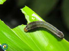 Spodoptera cosmioides