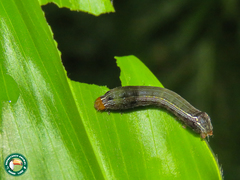 Spodoptera cosmioides