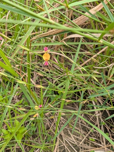 Alysicarpus bupleurifolius observed 2025-09-22