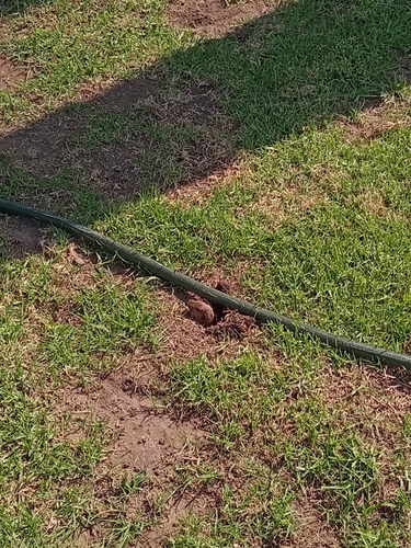 California Pocket Gopher