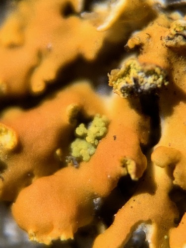 Hooded Sunburst Lichen