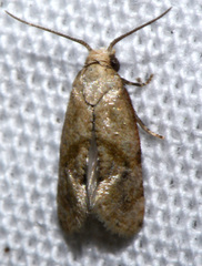 Platphalonidia felix