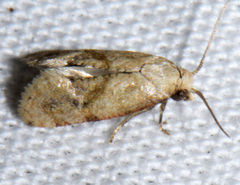 Platphalonidia felix