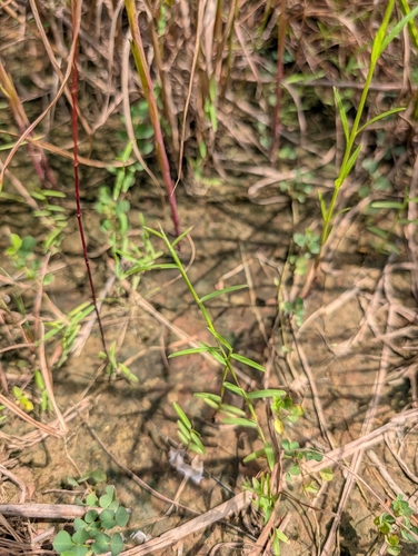 Schizachyrium brevifolium observed 2025-09-22