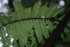 Cyathea multiflora