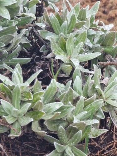 Helichrysum devium, photograph 6