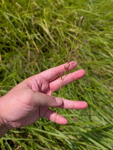 Sorghum nitidum observed 2025-09-22