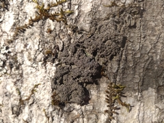 Rinodina ascociscana