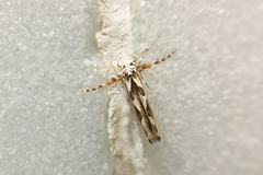 Stathmopoda stimulata
