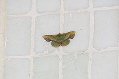 Fascellina plagiata
