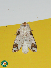 Sericochroa arecosa