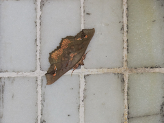 Lopharthrum comprimens