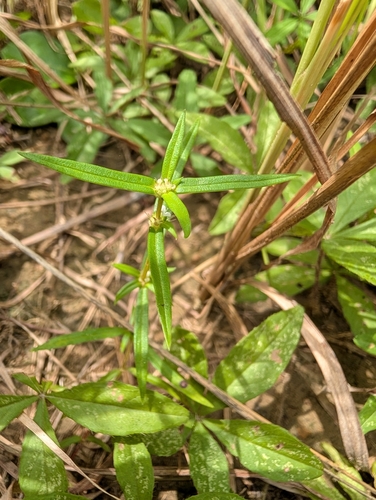 Spermacoce pusilla observed 2025-09-22
