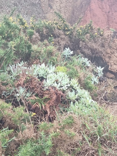 Helichrysum devium, photograph 5