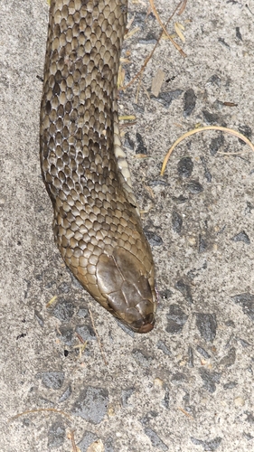 Eastern Brown Snake sighting