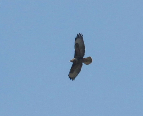 Common Buzzard