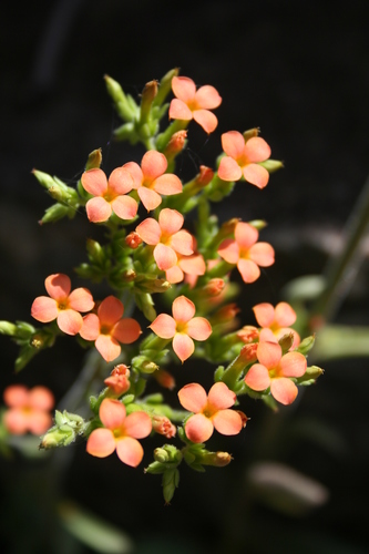 Foto de Flor da fortuna