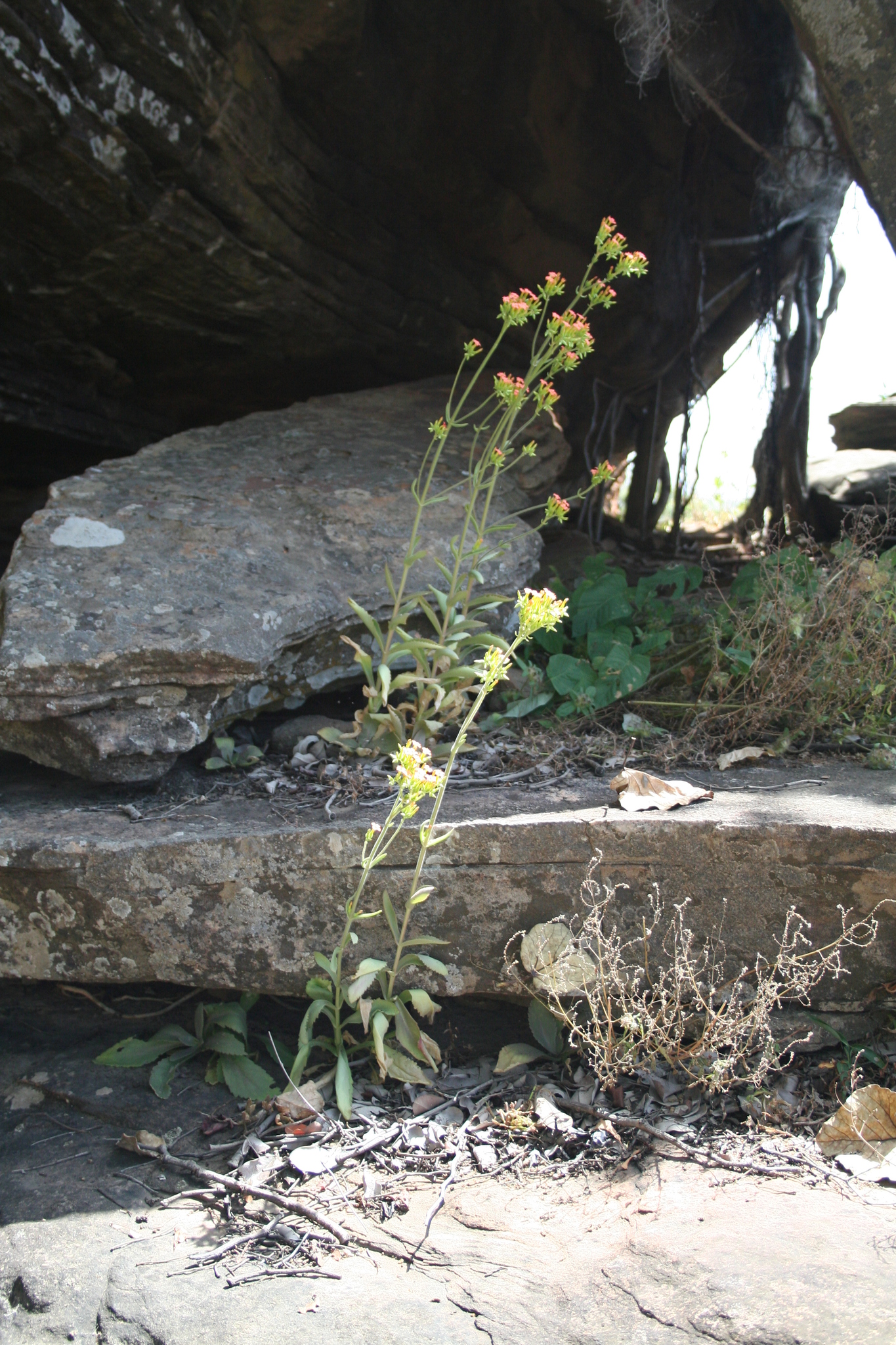 Imagem de Flor da fortuna