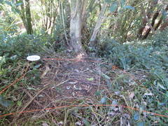 Piper excelsum excelsum