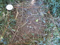 Piper excelsum excelsum