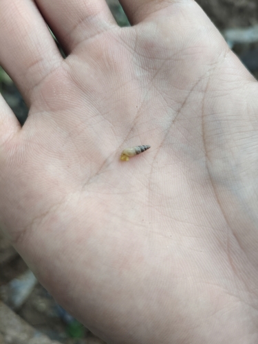 Graceful Awlsnail