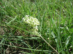 Asclepias stenophylla